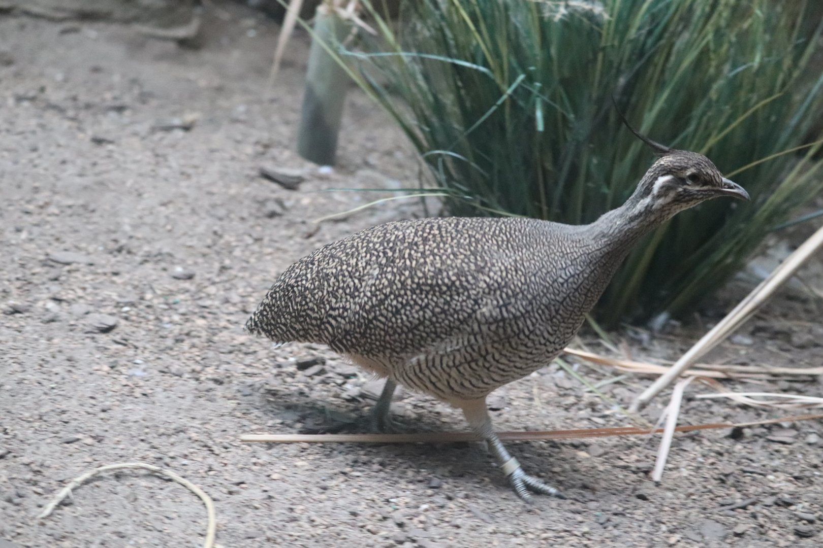 World of Birds - Elegant Crested Tinamou
