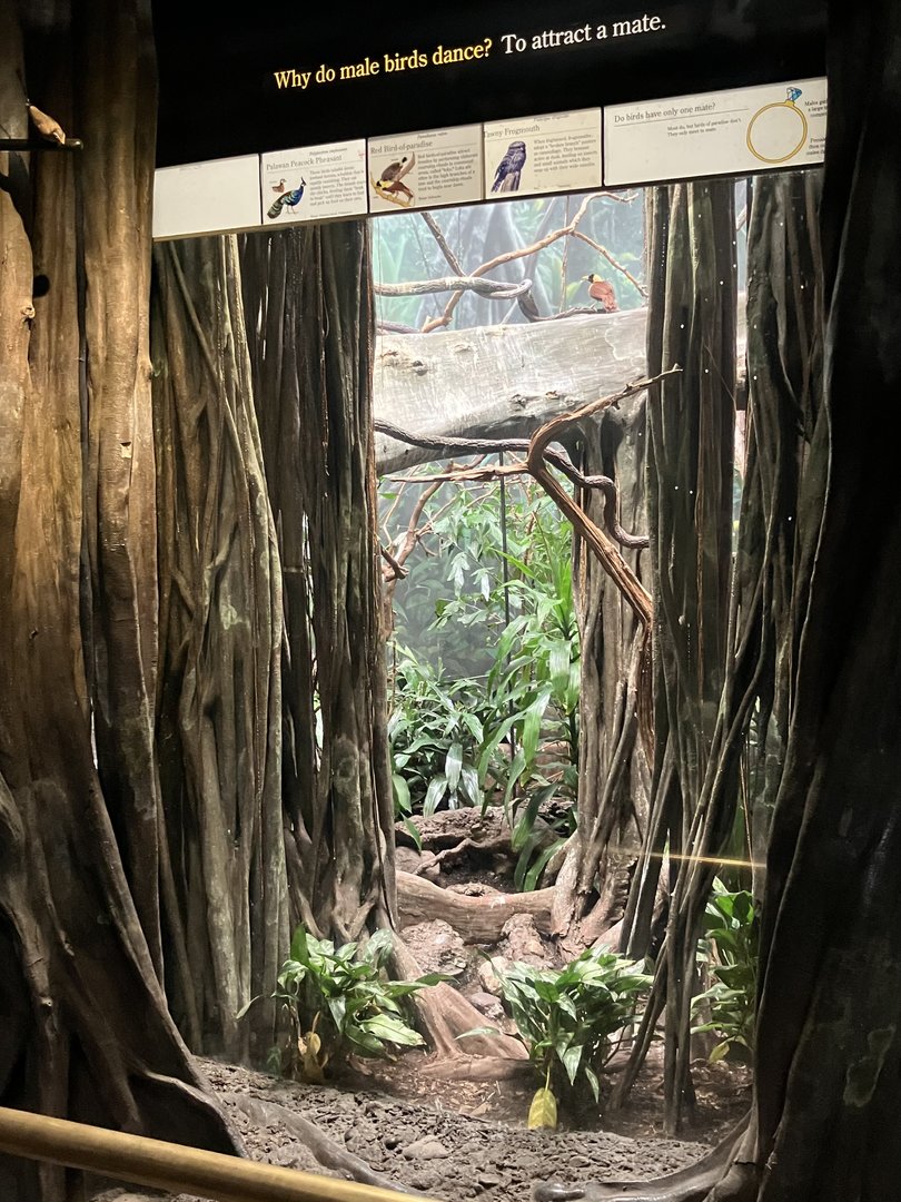 World of Birds - Exhibit Eight