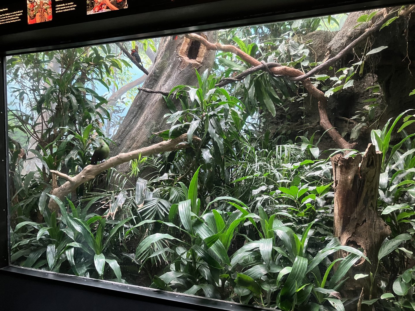 World of Birds - Exhibit Eleven