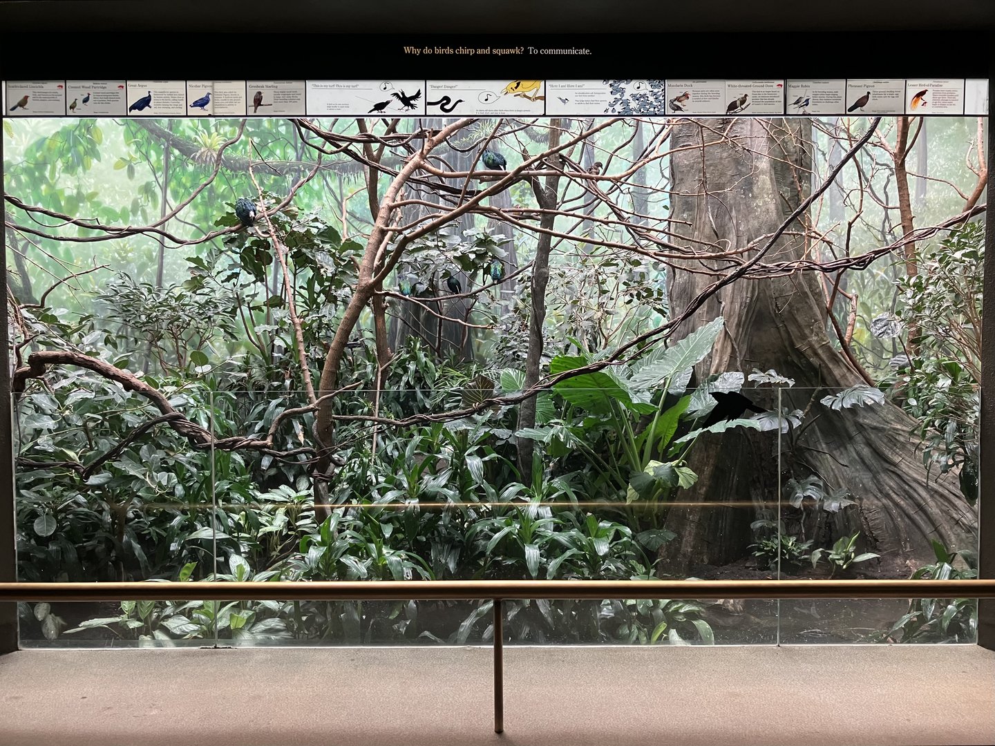 World of Birds - Exhibit Nine