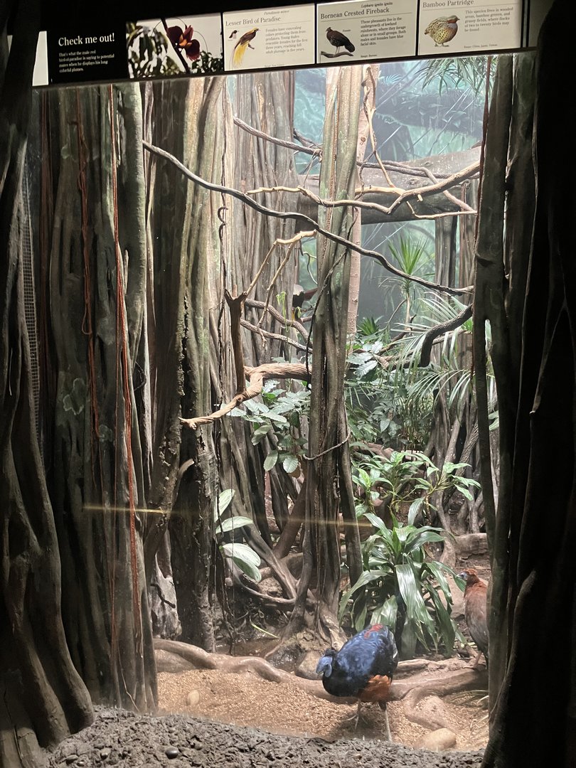 World of Birds - Exhibit Seven