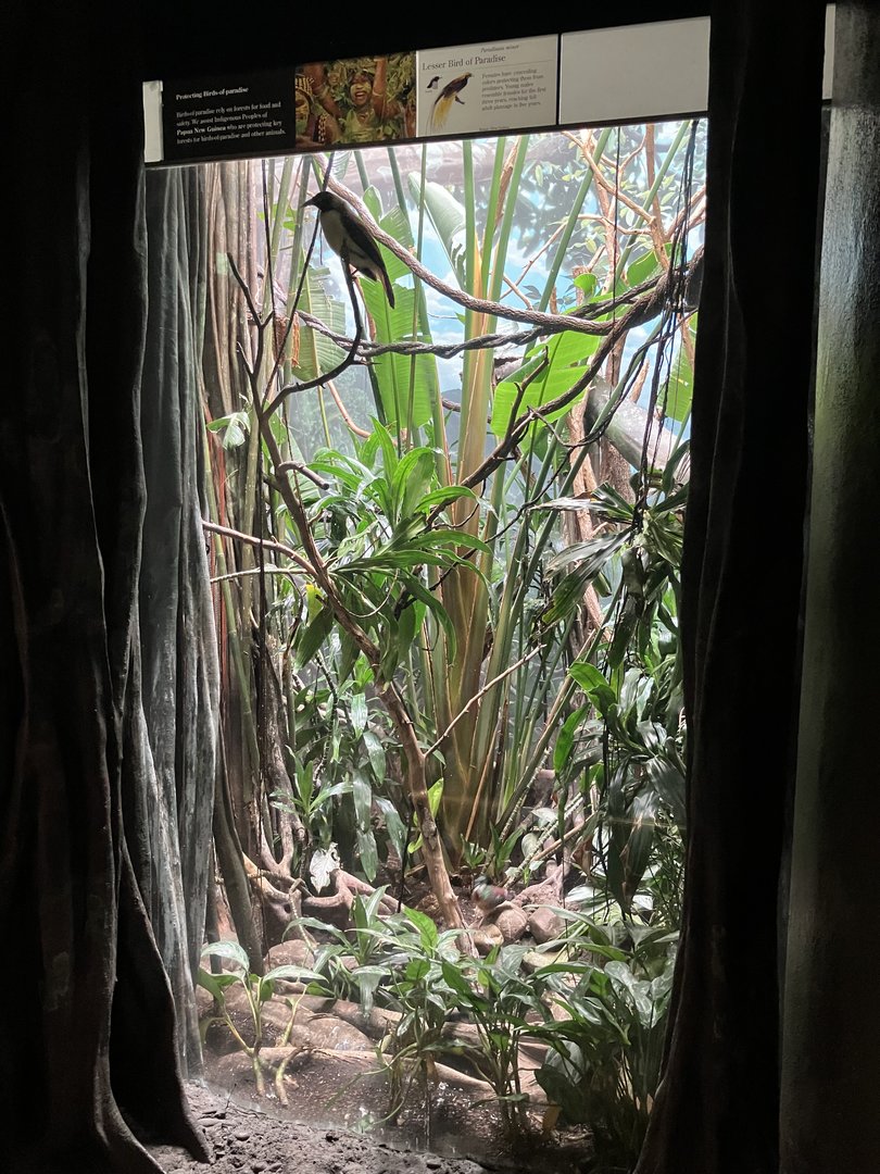 World of Birds - Exhibit Six