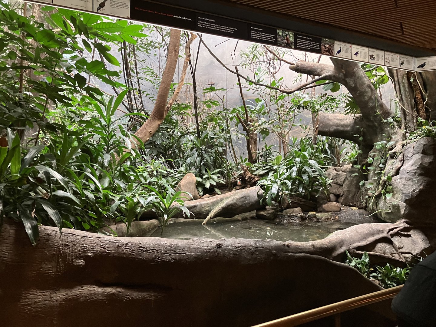 World of Birds - Exhibit Twelve