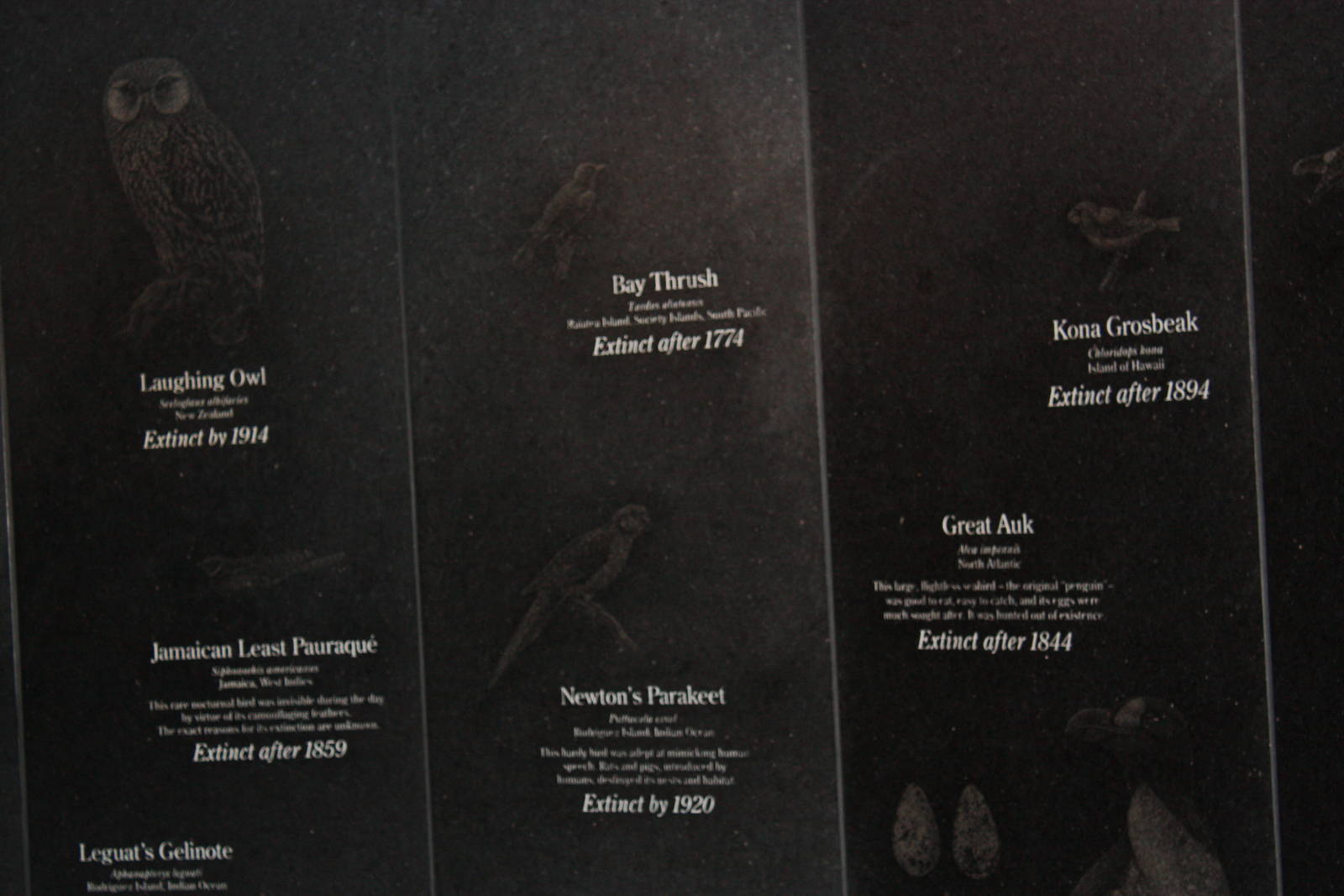 World of Birds- Extinct Birds