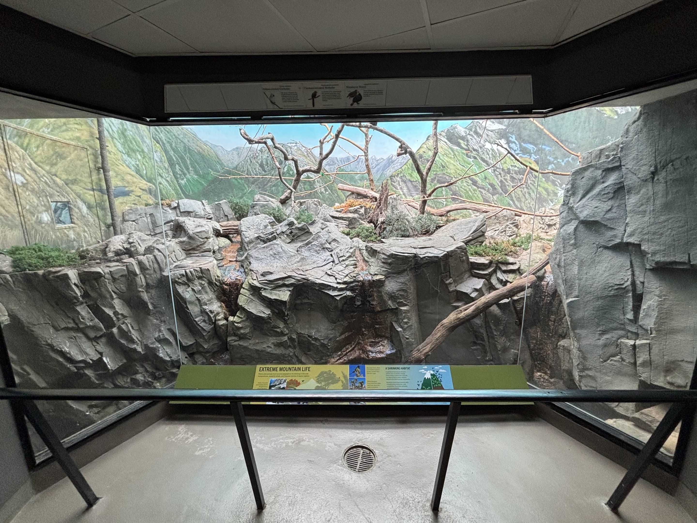 World of Birds - Extreme Mountain Life