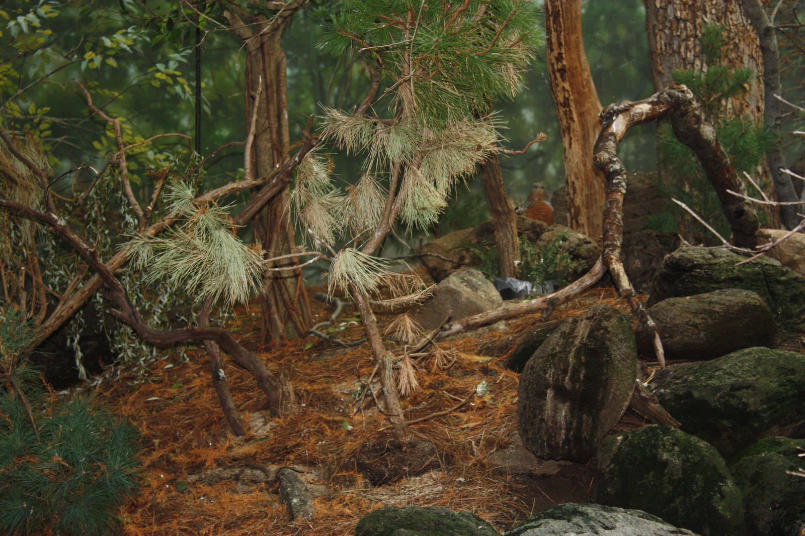 World of Birds- Find the Capercaillie!