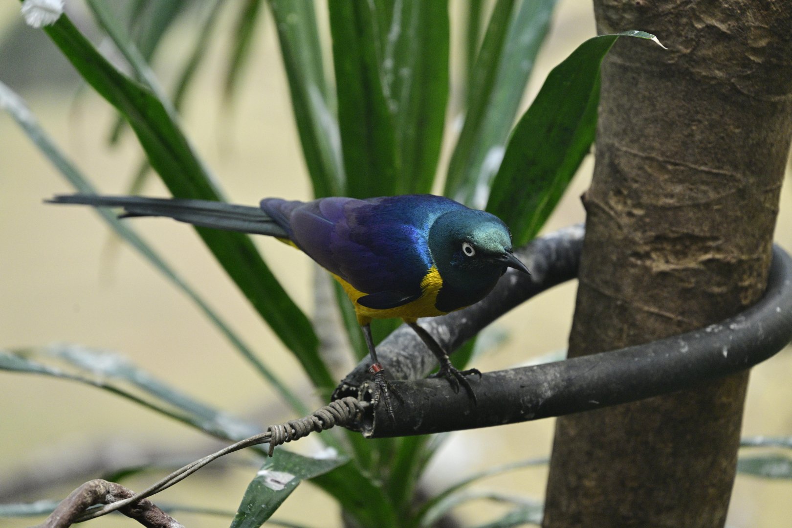 World of Birds - Golden-breasted Starling (Lamprotornis regius)