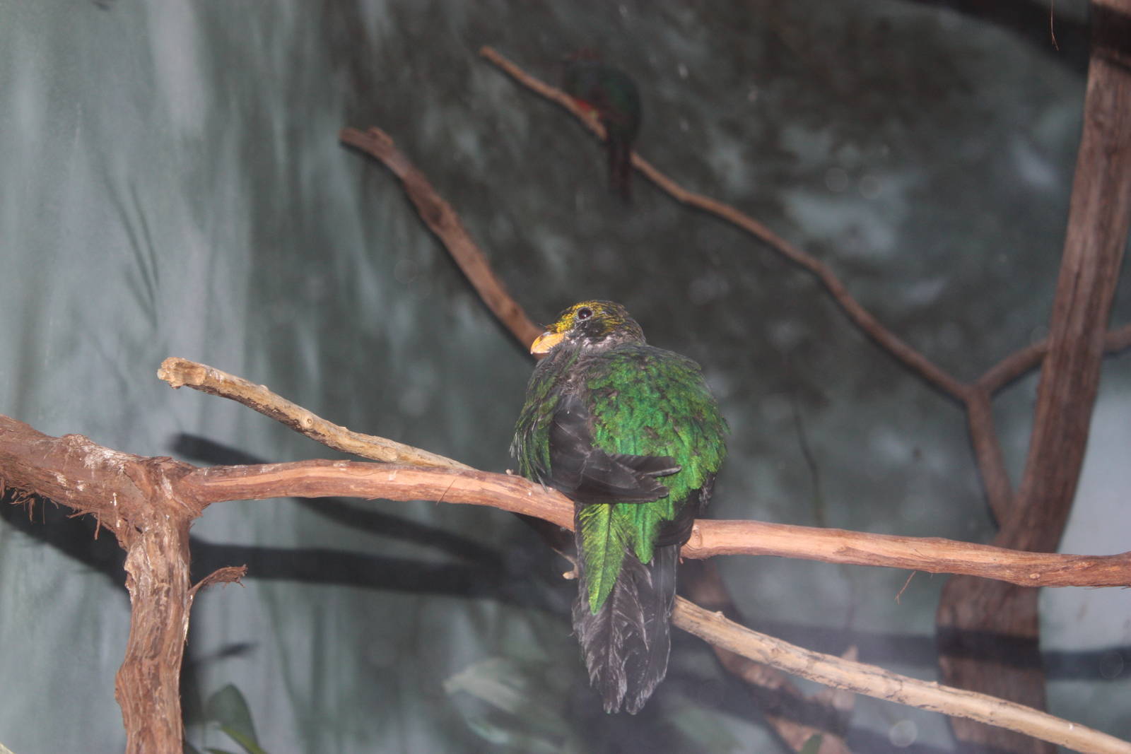 World of Birds- Golden-Headed Quetzal