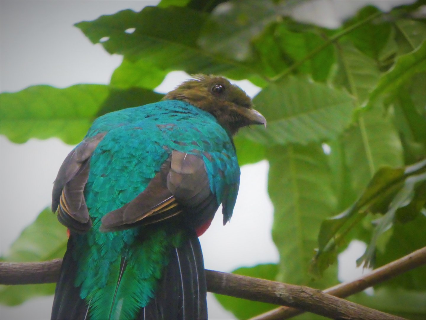 World of Birds - Golden-headed Quetzal