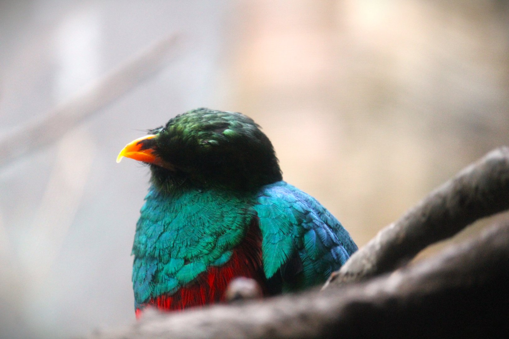 World of Birds - Golden-headed Quetzal