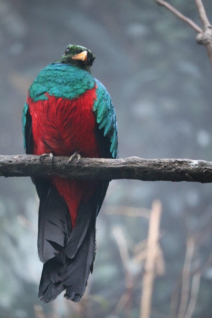 World of Birds - Golden-Headed Quetzal