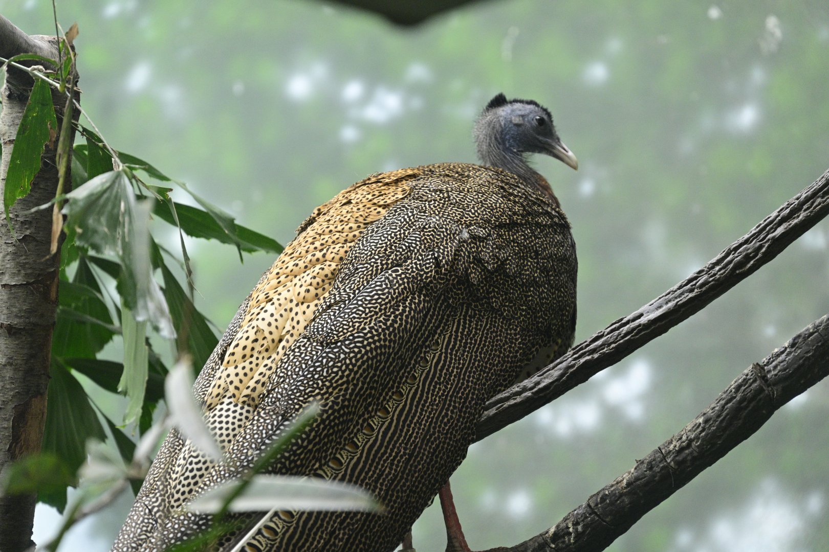 World of Birds - Great Argus (Argusianus argus)