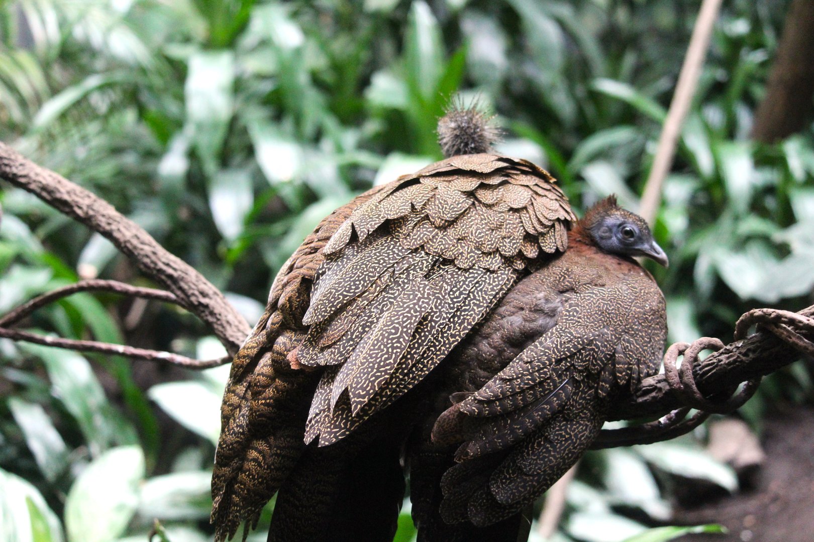 World of Birds - Great Argus Mother and Young
