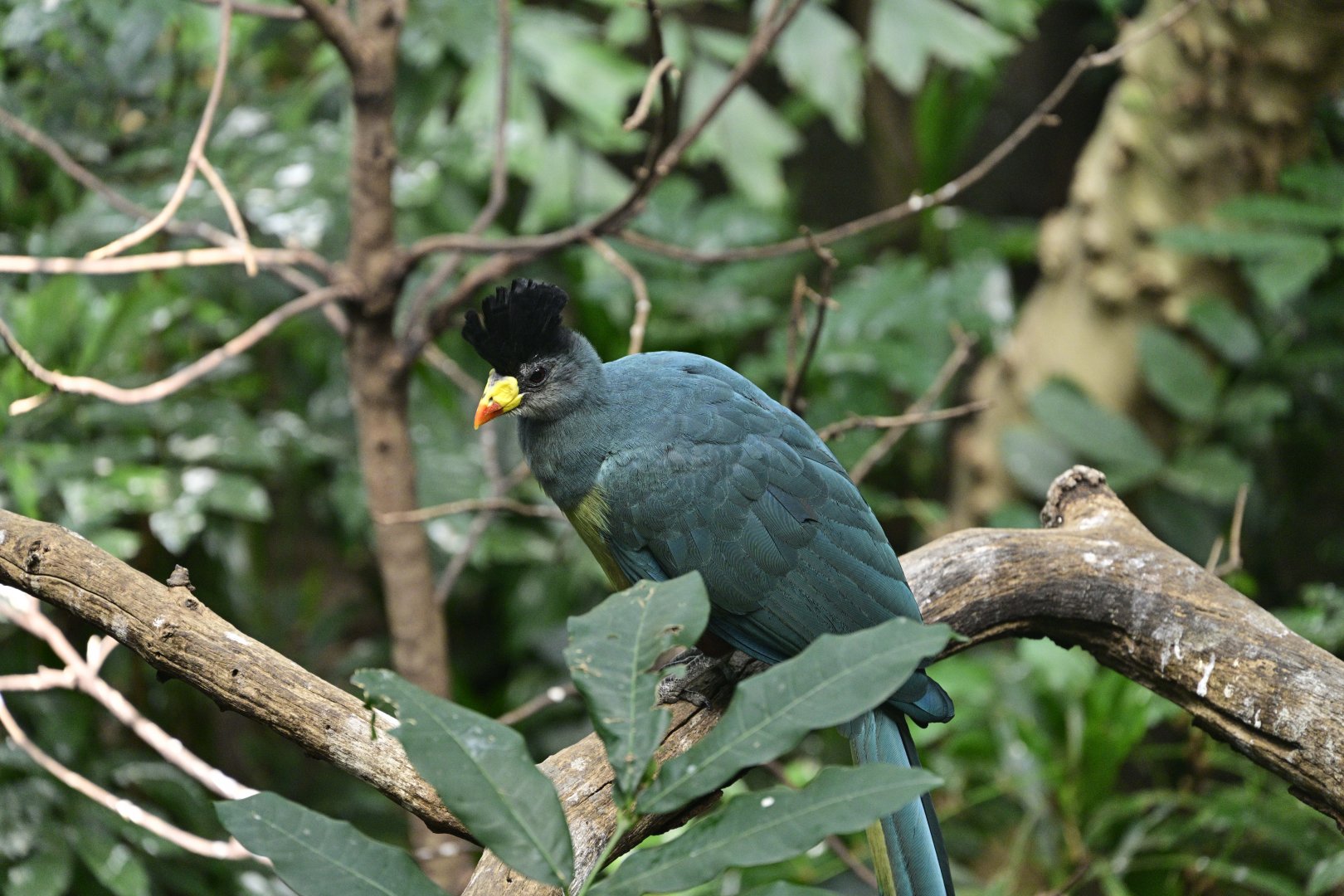 World of Birds - Great Blue Turaco (Corythaeola cristata)