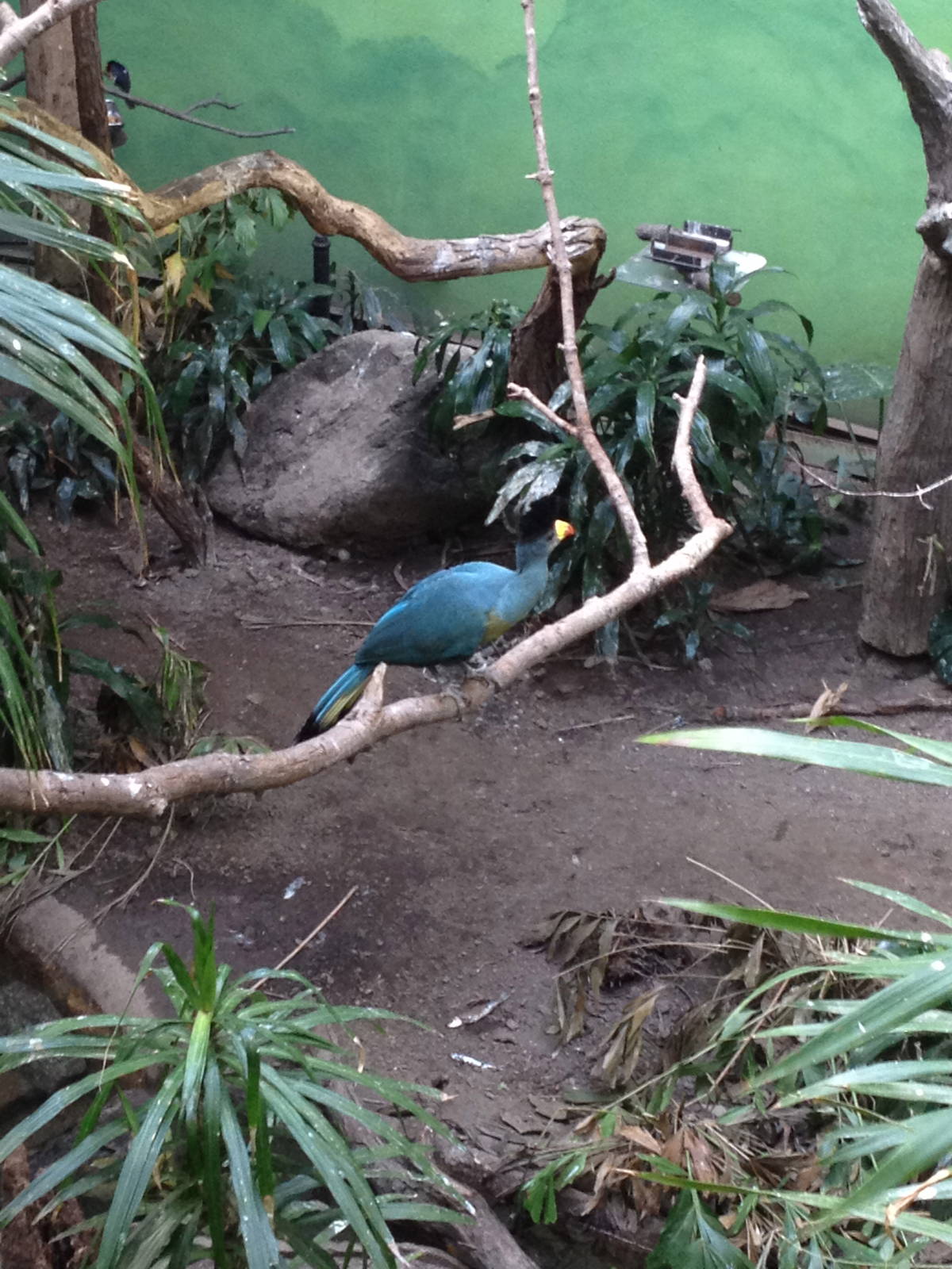 World of Birds - Great Blue Turaco