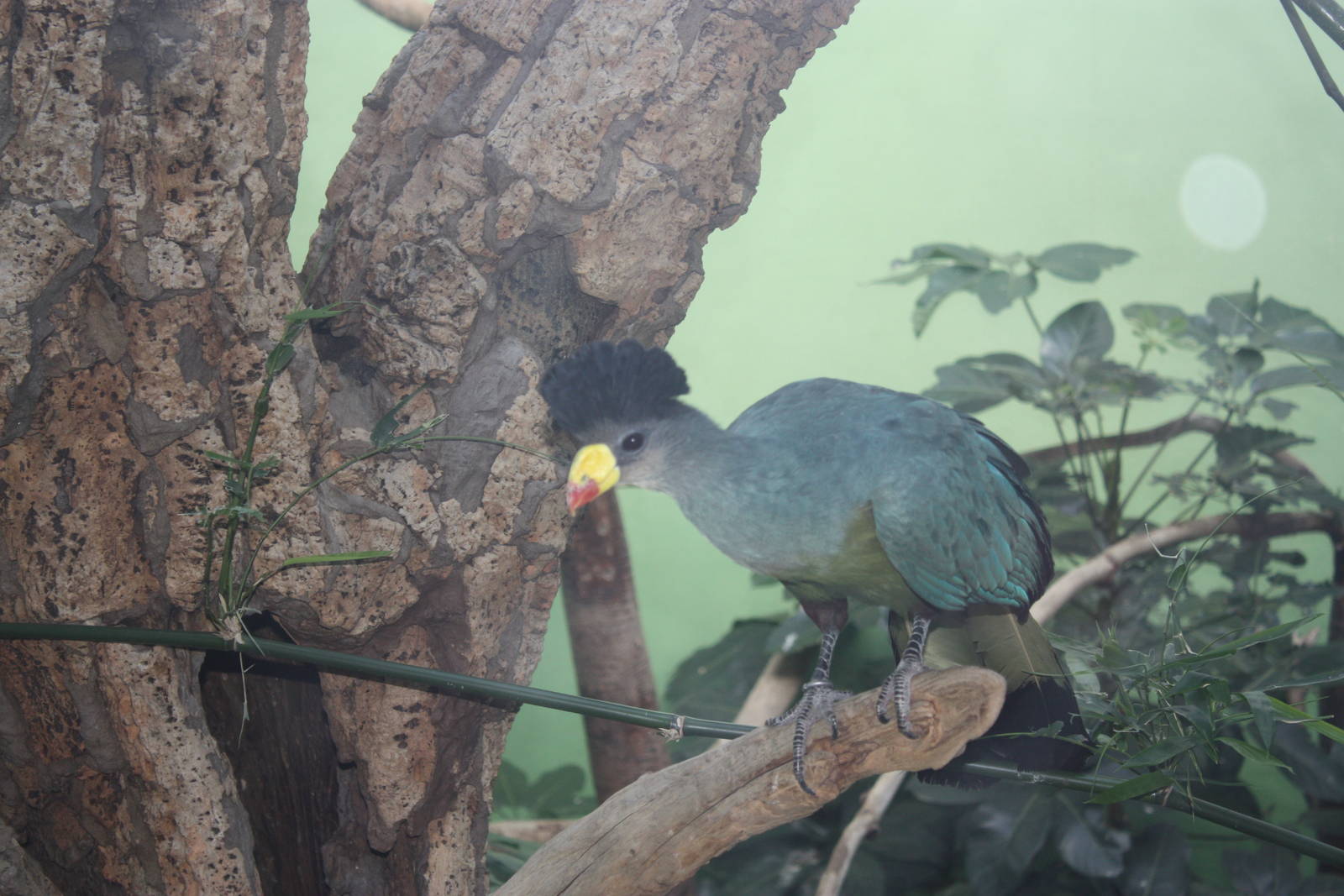 World of Birds- Great Blue Turaco