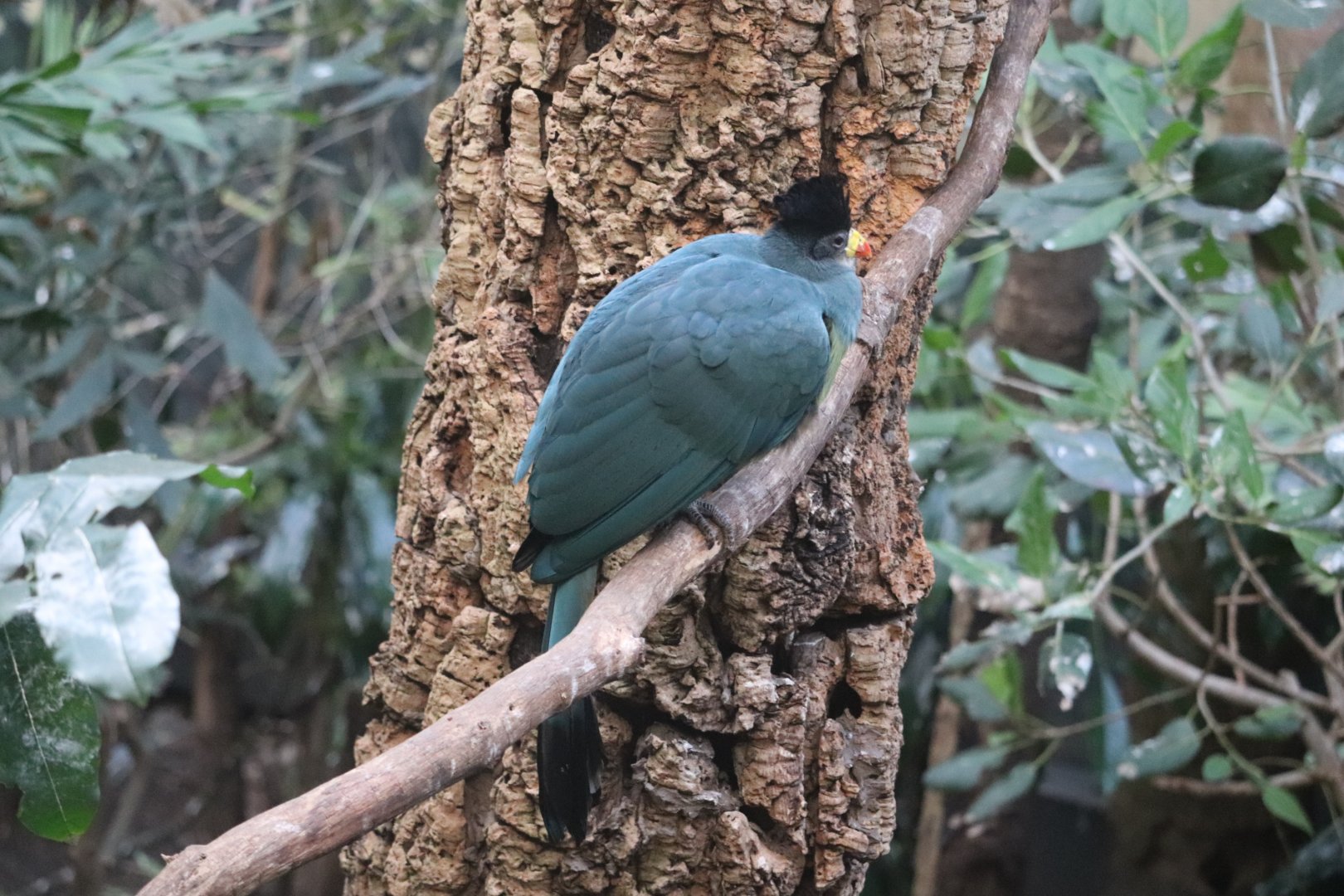 World of Birds - Great Blue Turaco