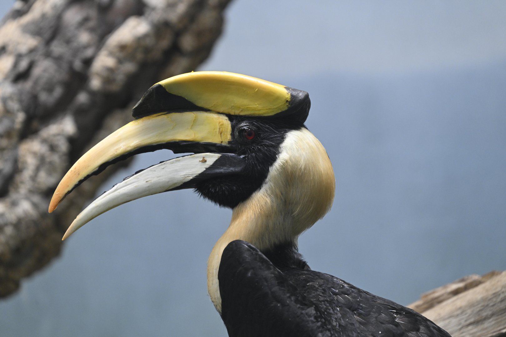 World of Birds - Great Hornbill (Buceros bicornis)