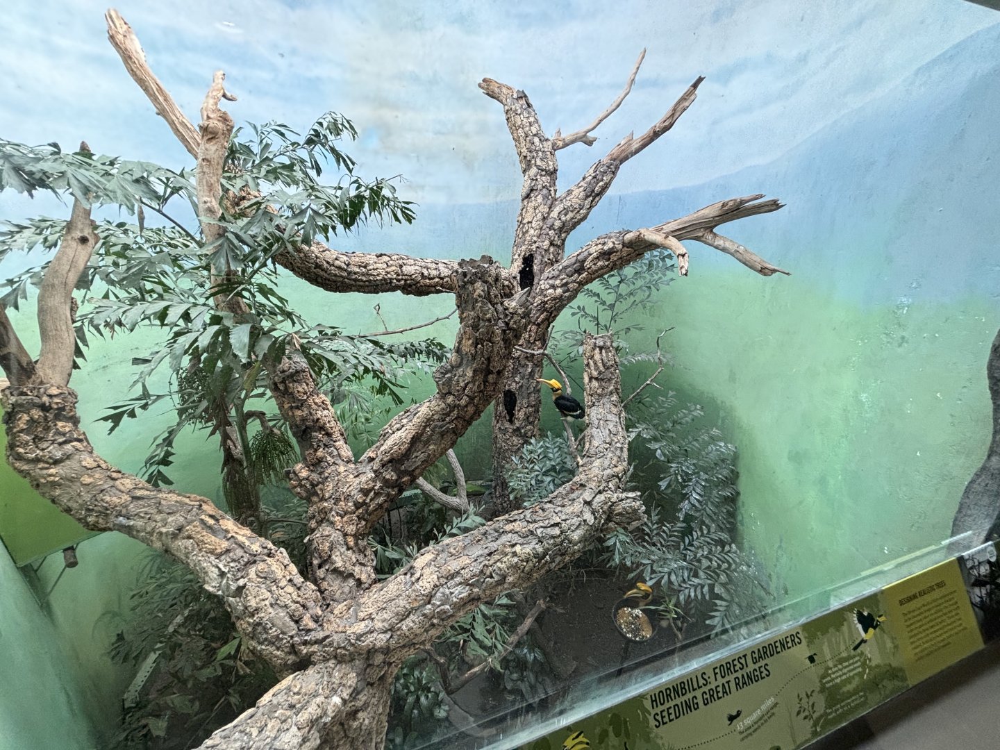 World of Birds- Great Hornbill Exhibit