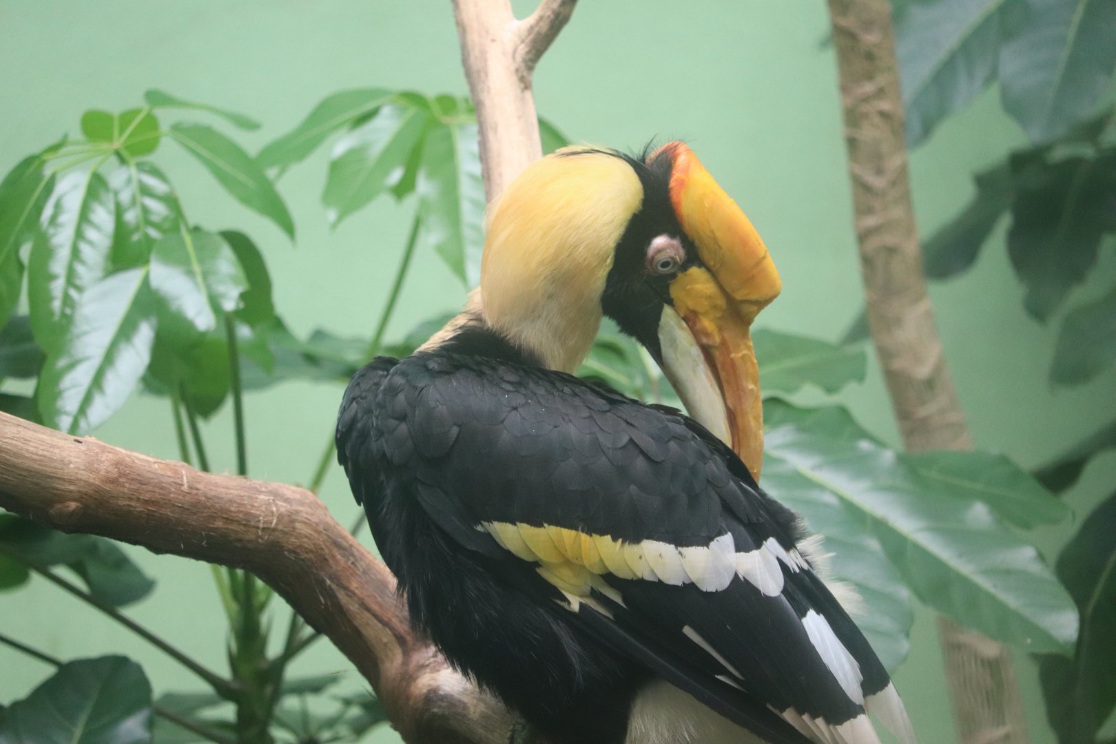 World of Birds - Great Hornbill