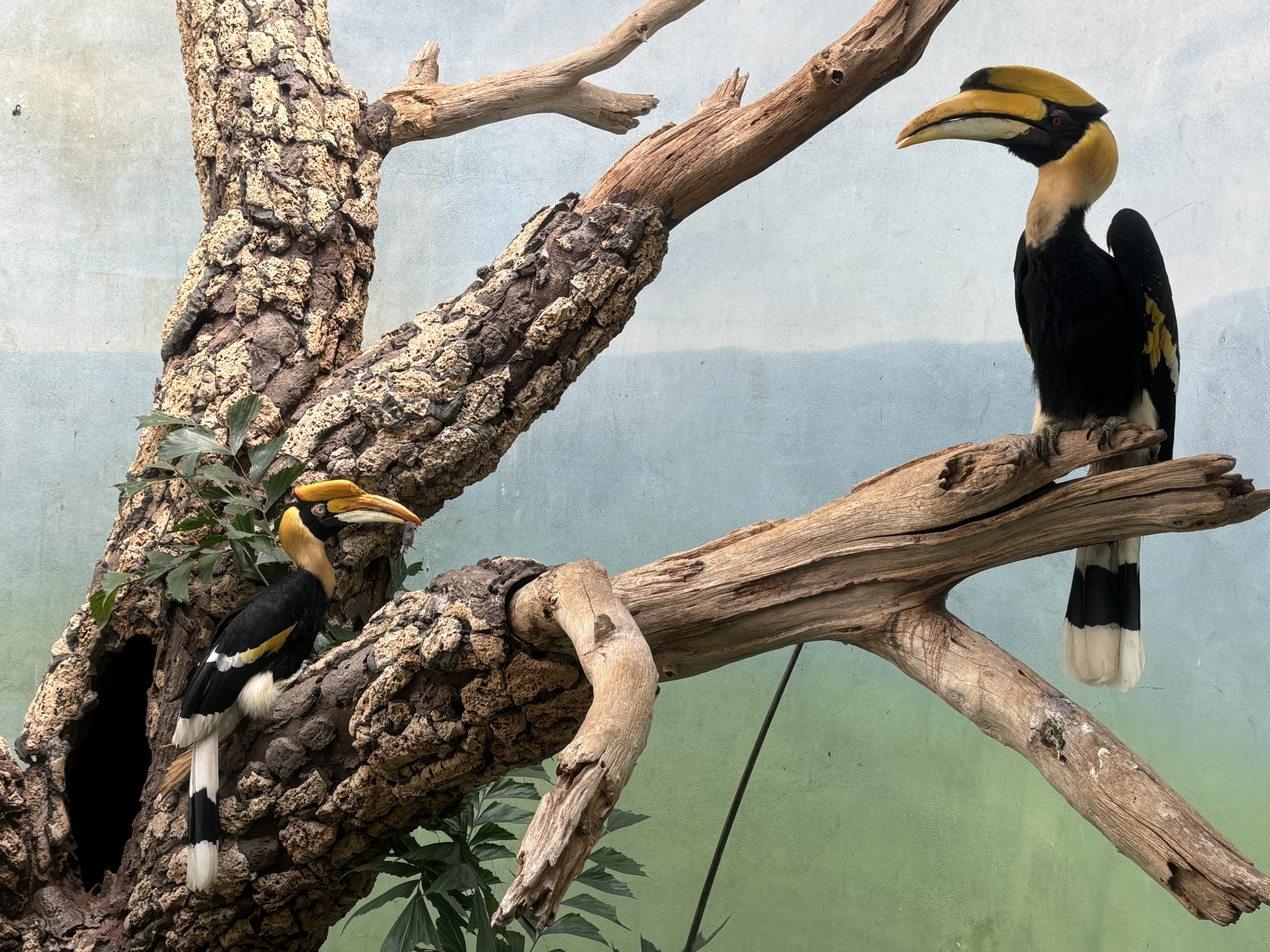 World of Birds - Great Hornbills