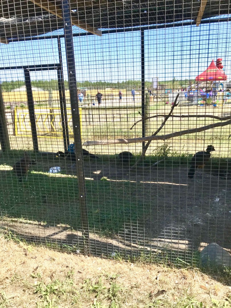 World of birds- greater currasow exhibit