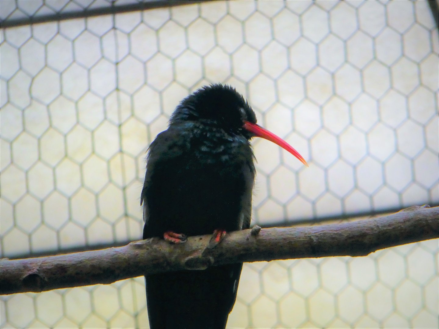 World of Birds - Green Wood-Hoopoe