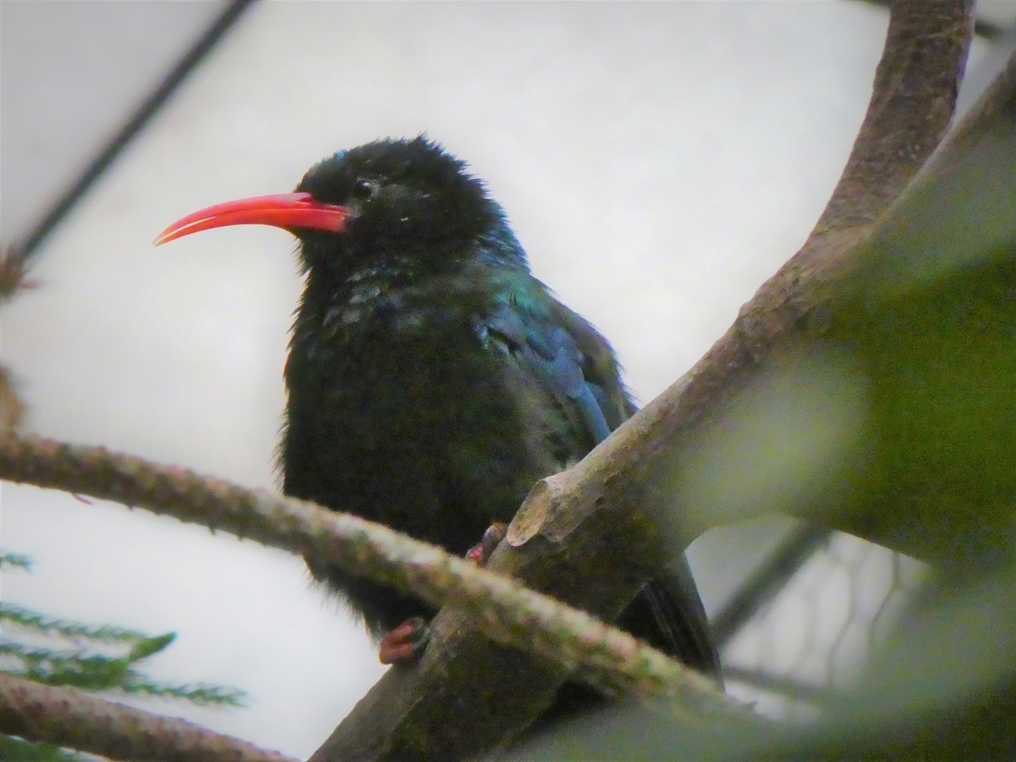 World of Birds - Green Wood-Hoopoe