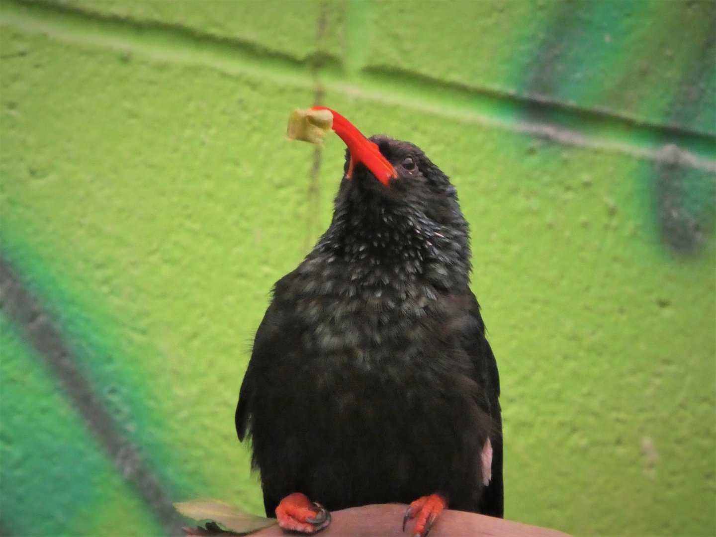 World of Birds - Green Wood-Hoopoe
