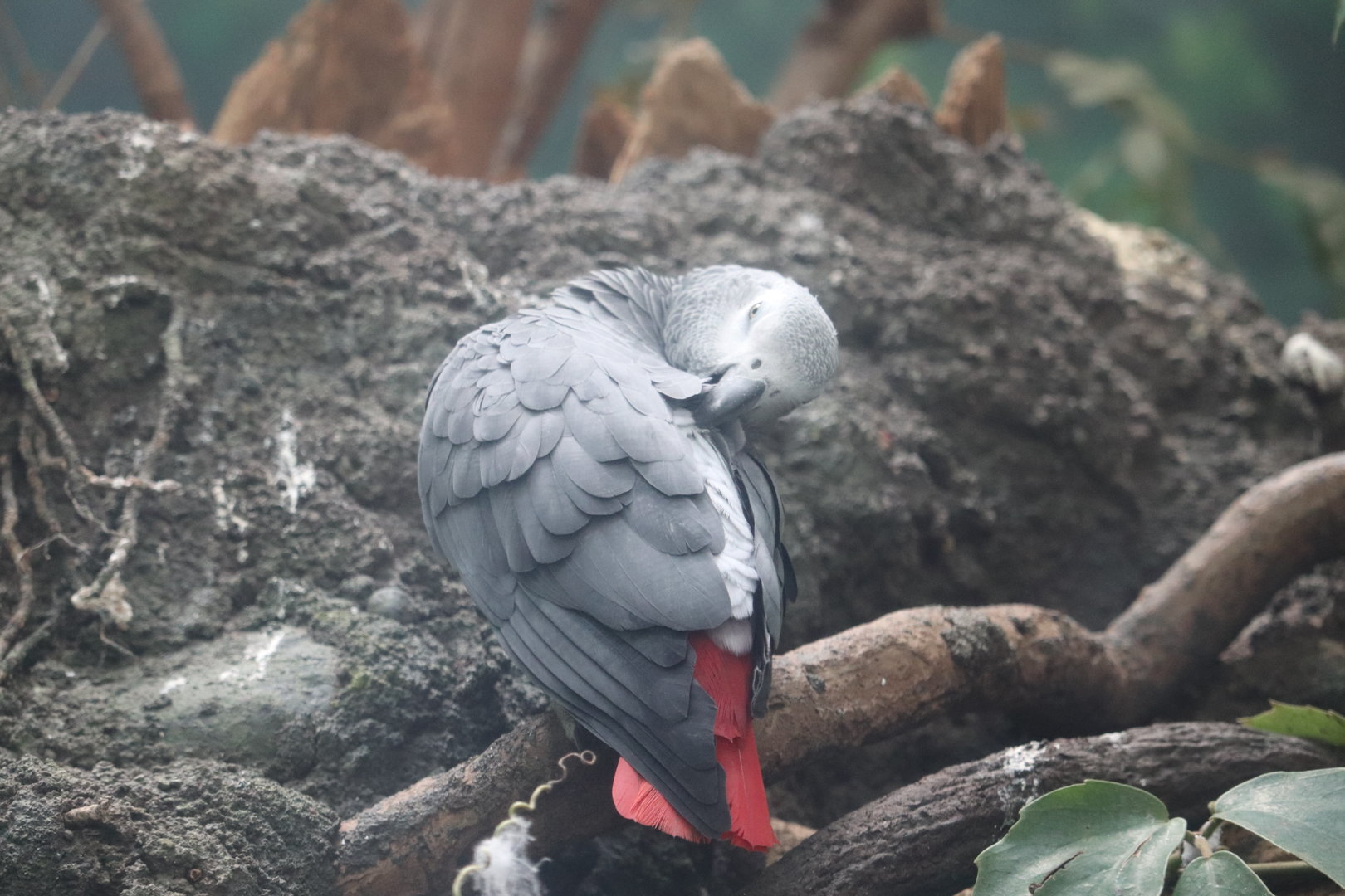 World of Birds - Grey Parrot