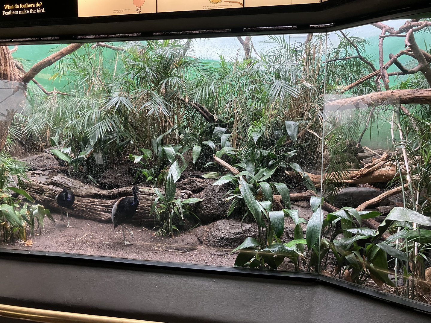 World of Birds - Grey-Winged Trumpeter/Bolivian Grey Titi Exhibit