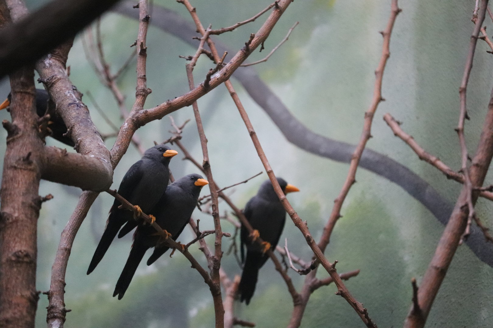 World of Birds - Grosbeak Starling