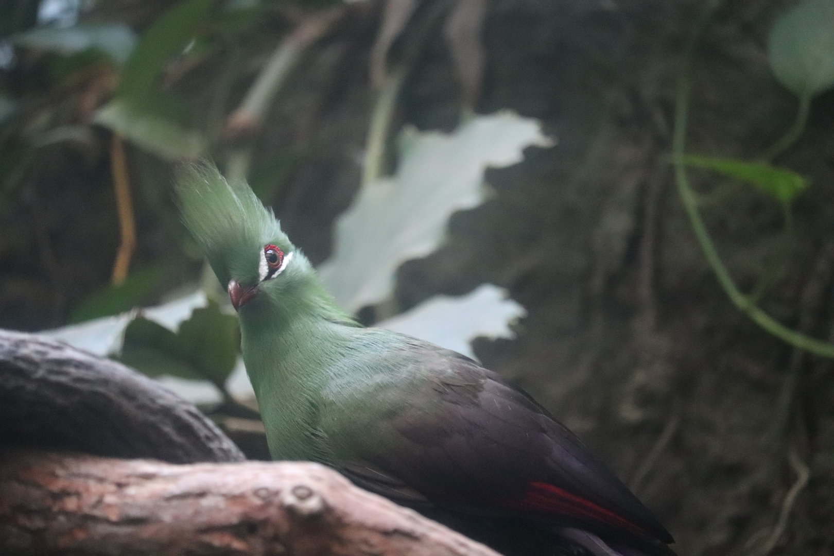 World of Birds - Guinea Turaco