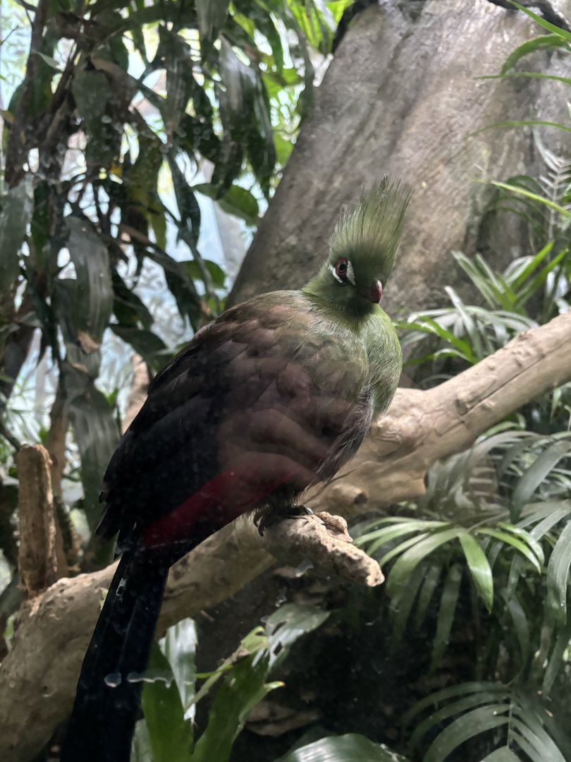 World of Birds- Guinea Turaco