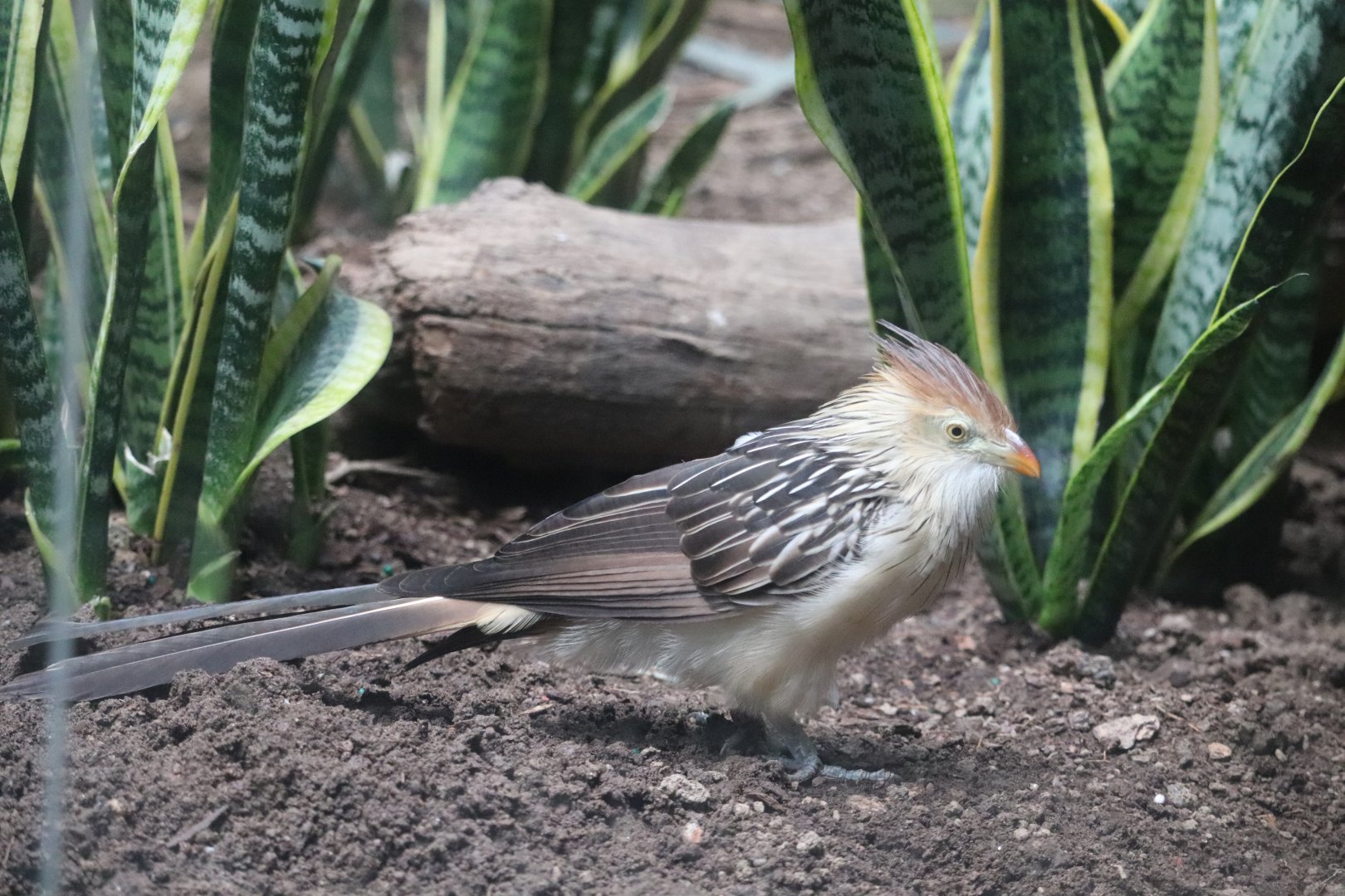 World of Birds - Guira Cuckoo