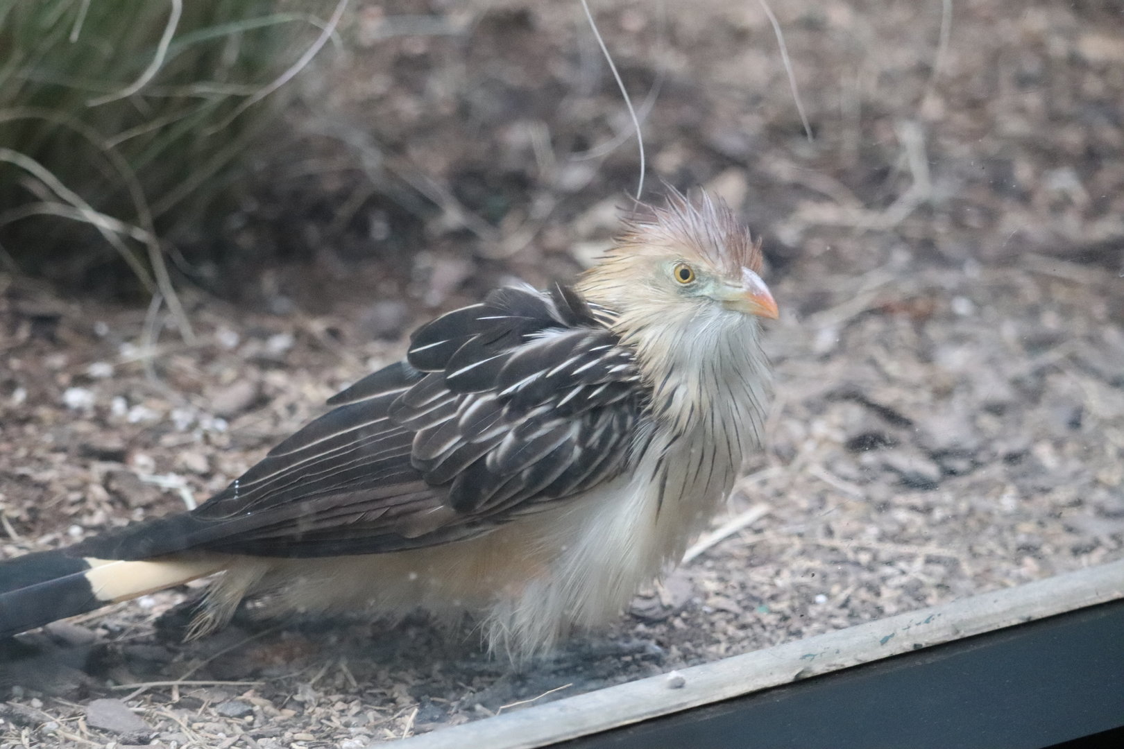 World of Birds - Guira Cuckoo