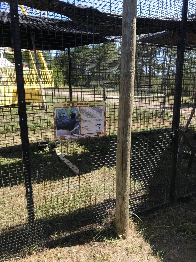 World of birds- helmeted currasow exhibit