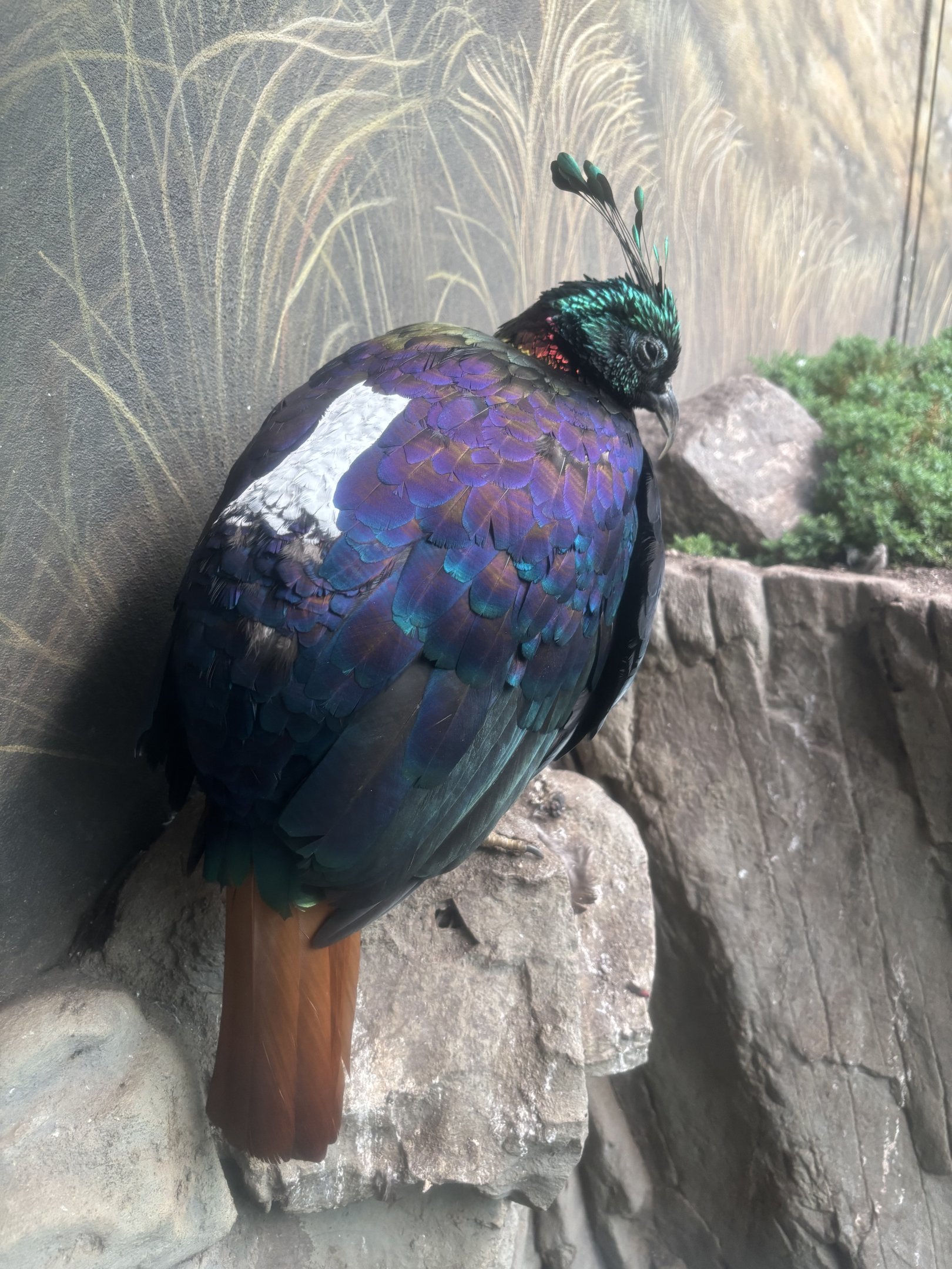 World of Birds - Himalayan Monal