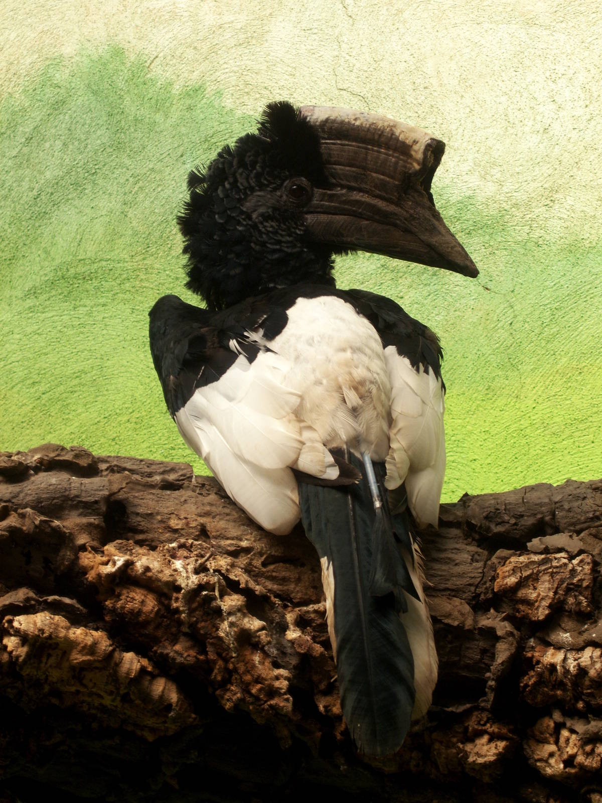World of Birds - Hornbill