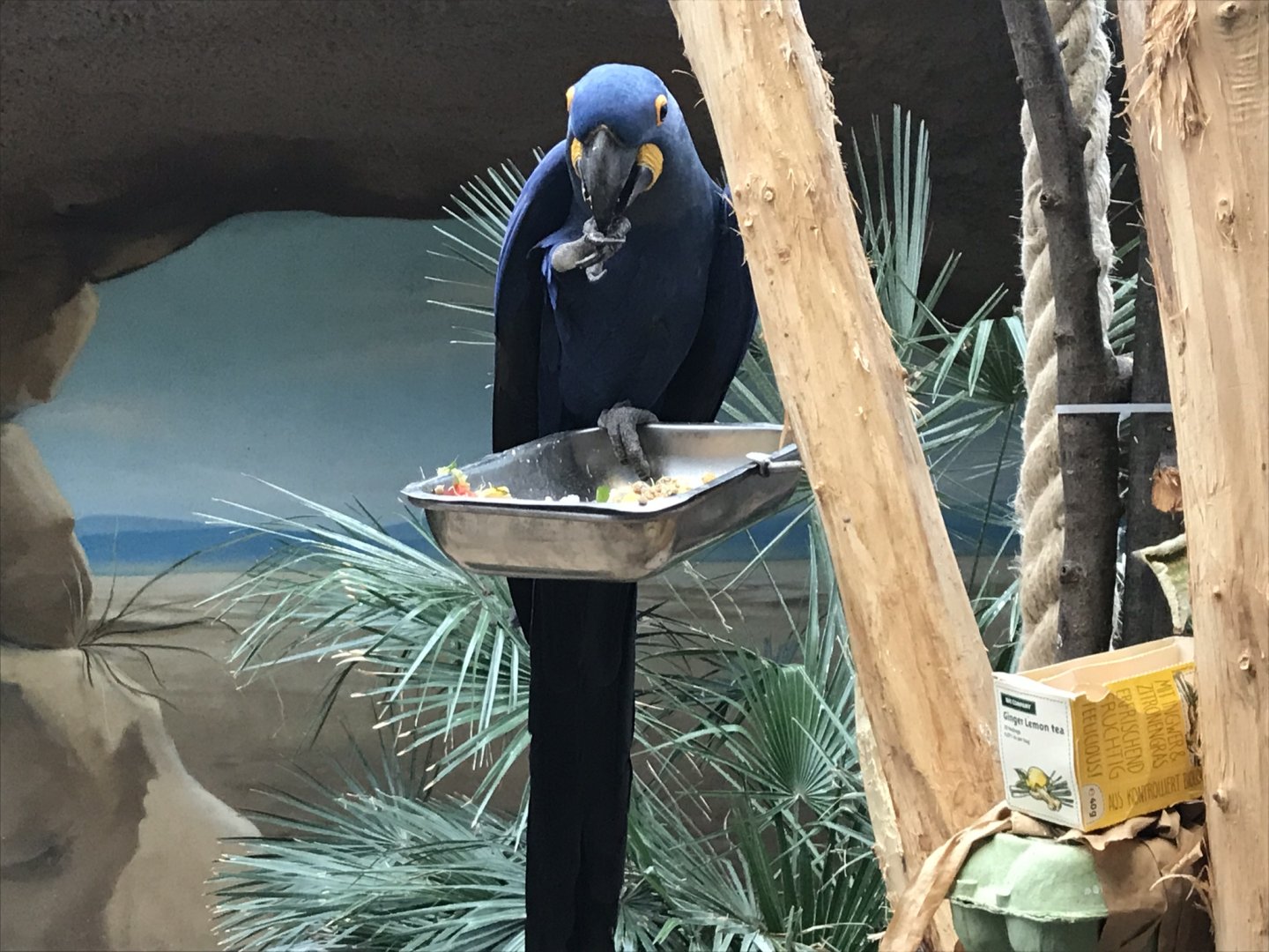 World of Birds - Hyacinth macaw 290118
