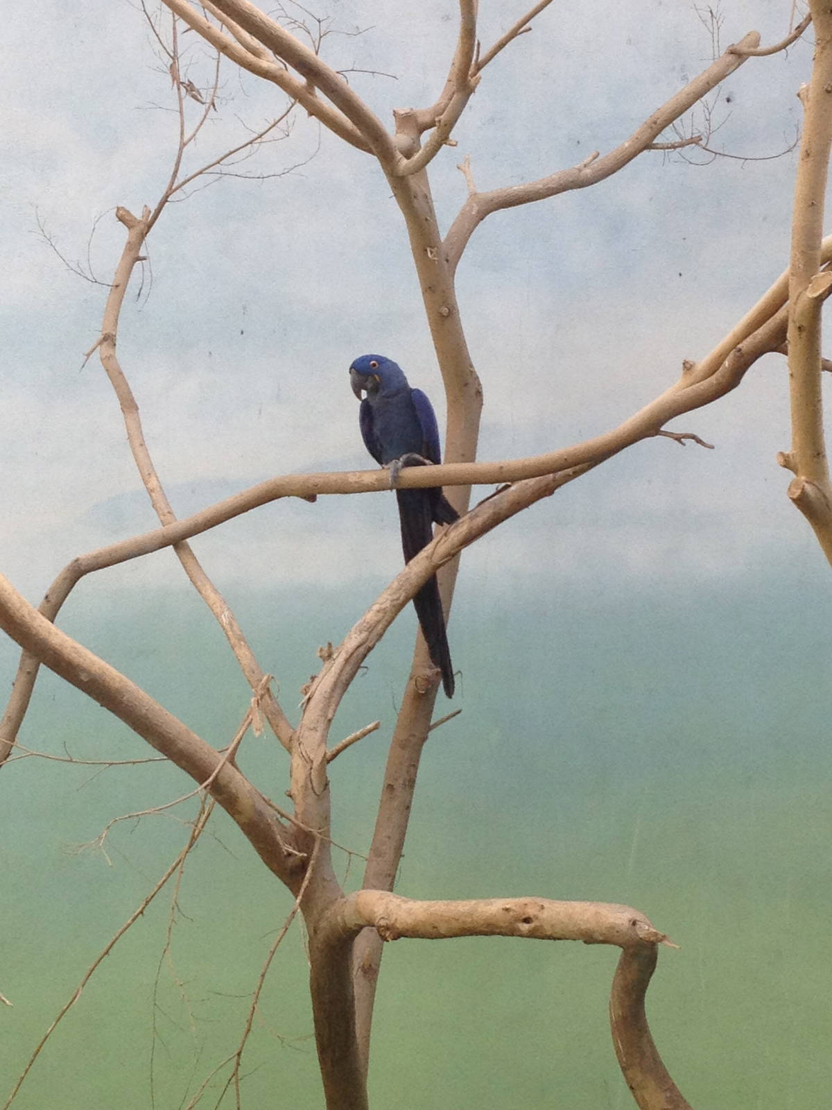 World of Birds - Hyacinth Macaw