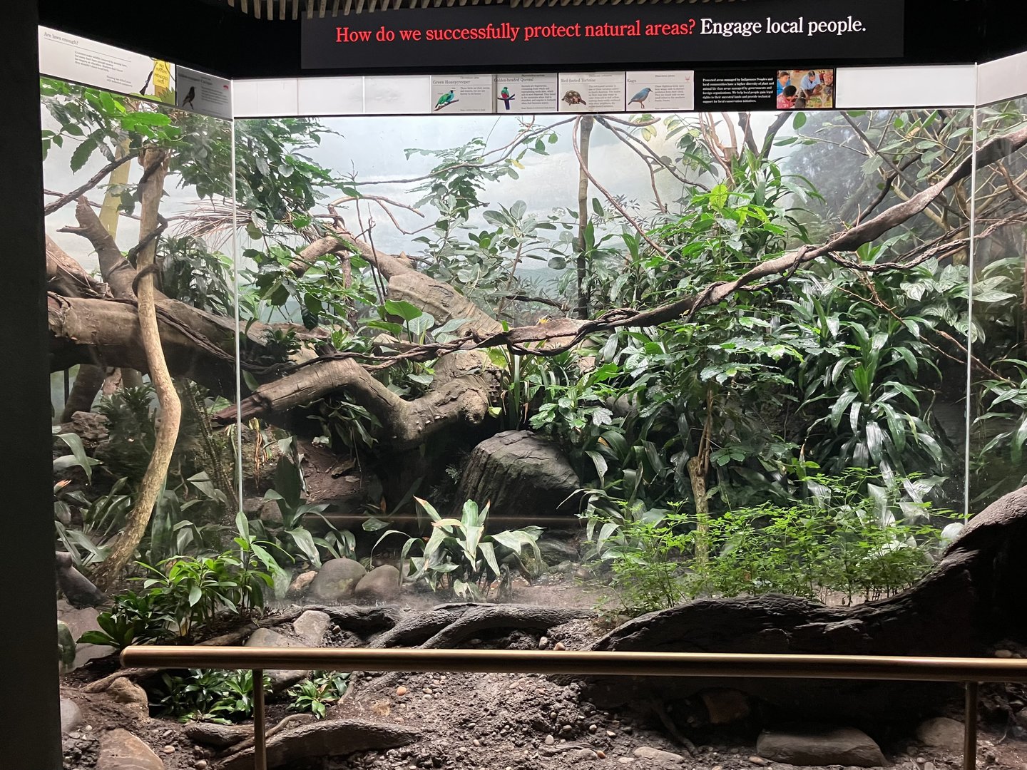 World of Birds - Kagu Exhibit