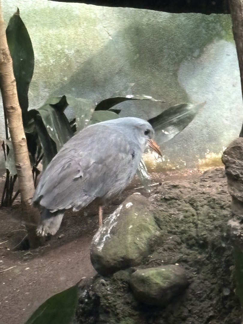 World of Birds- Kagu