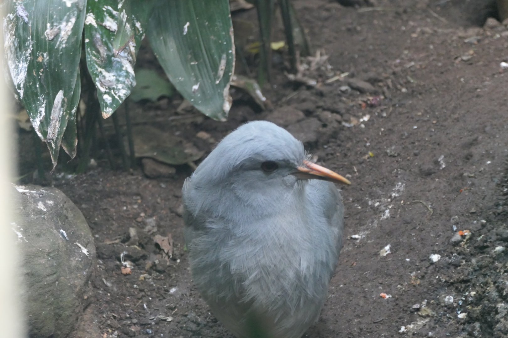 World of Birds - Kagu