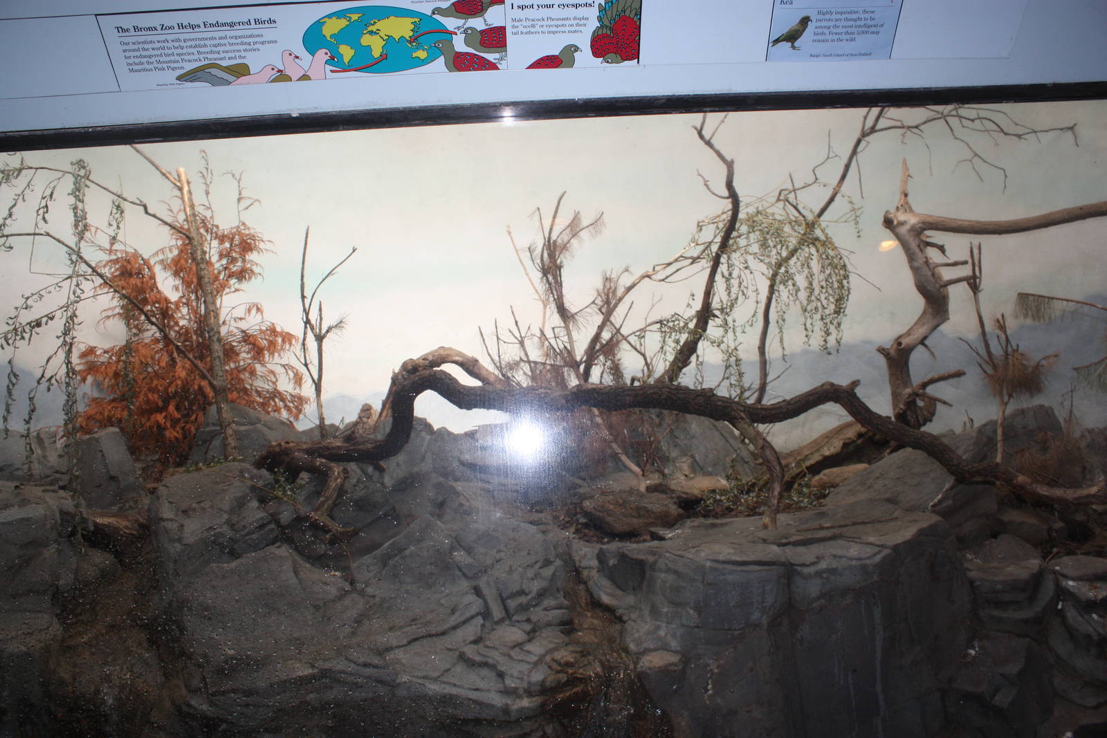 World of Birds- Kea Exhibit