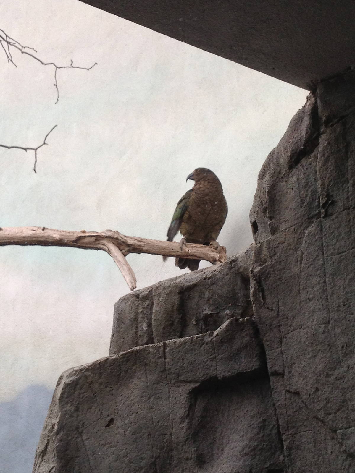 World of Birds - Kea