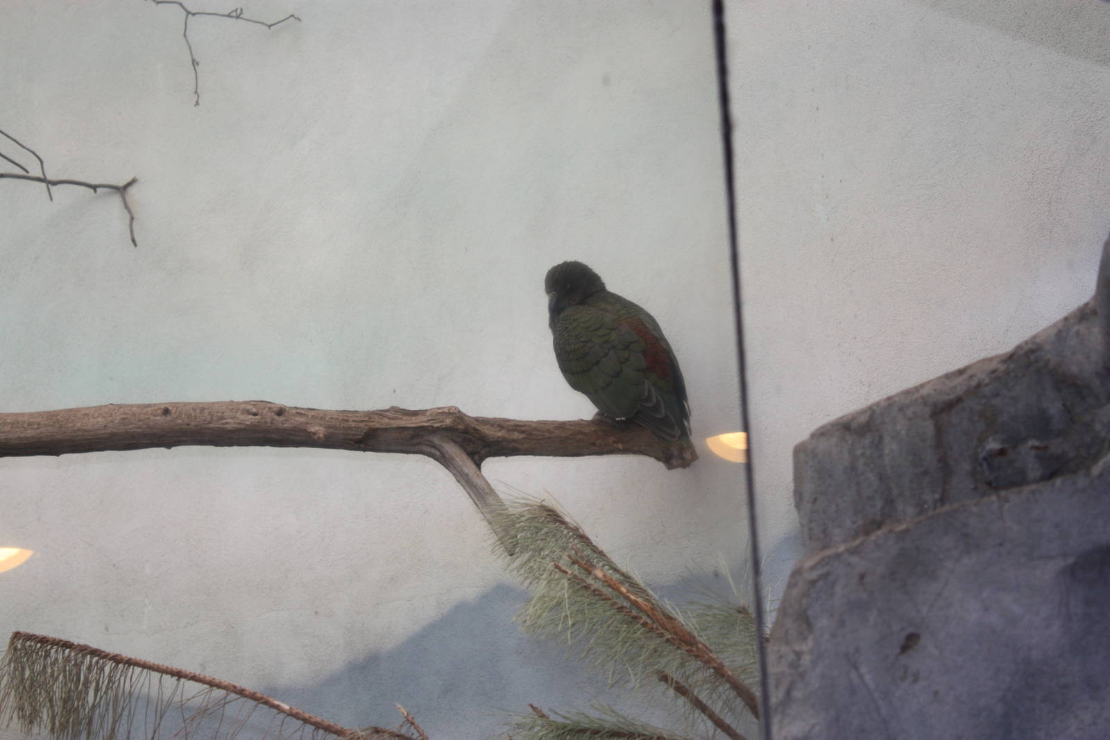 World of Birds- Kea