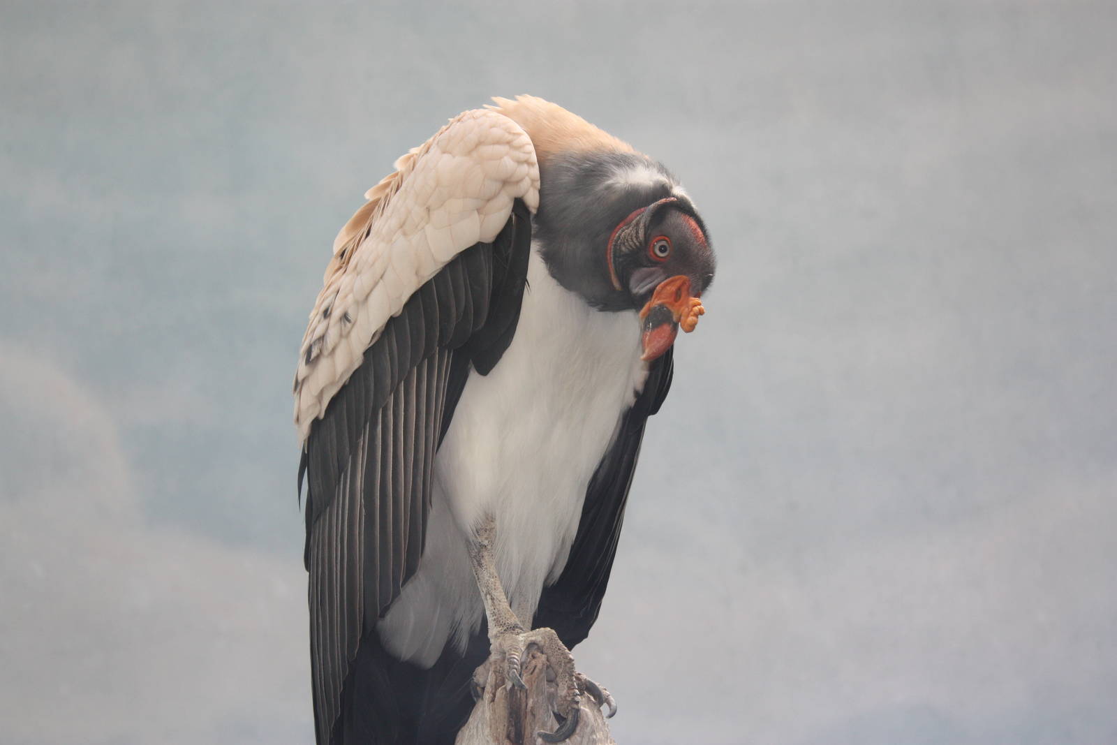 World of Birds- King Vulture
