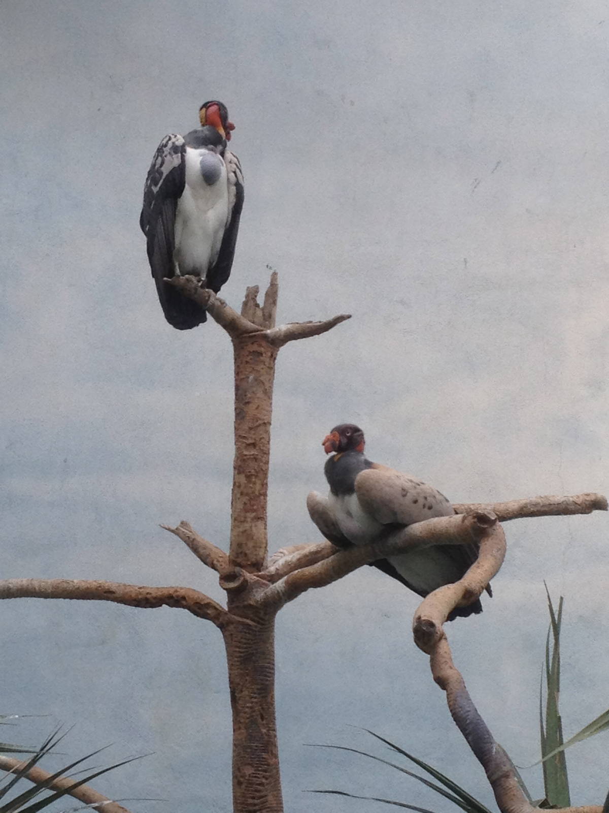 World of Birds - King Vultures