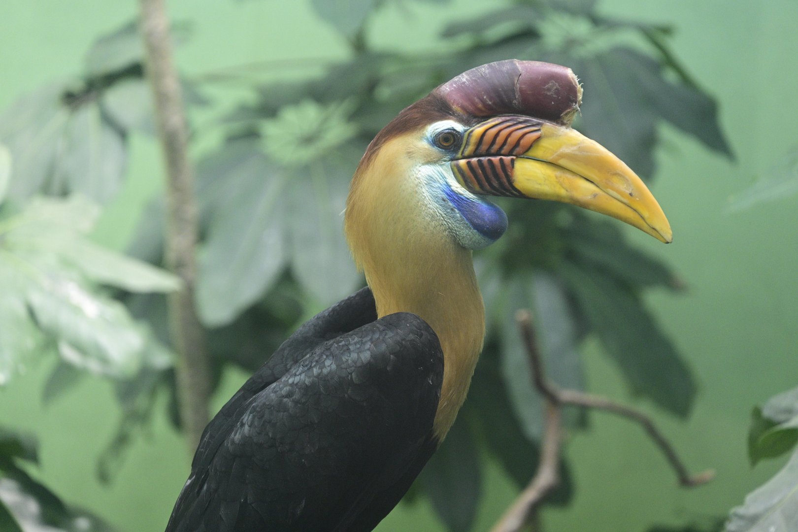 World of Birds - Knobbed Hornbill (Rhyticeros cassidix)